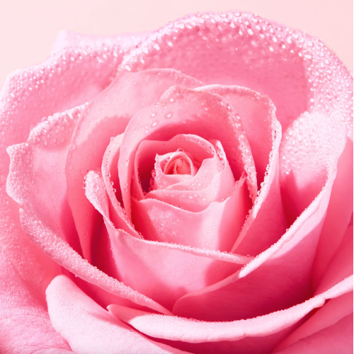 Very rose Gommage Eclat Visage 75 ml