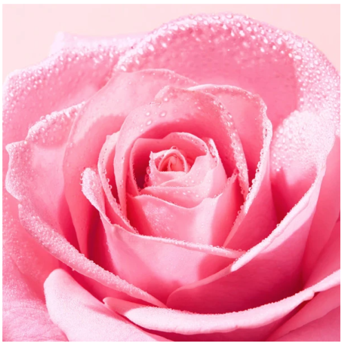 Very rose Crème Mains et Ongles Apaisante 50 ml