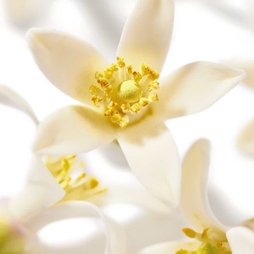 NUXE Prodigieux Néroli 50mL - Parfum Floral Aromatique