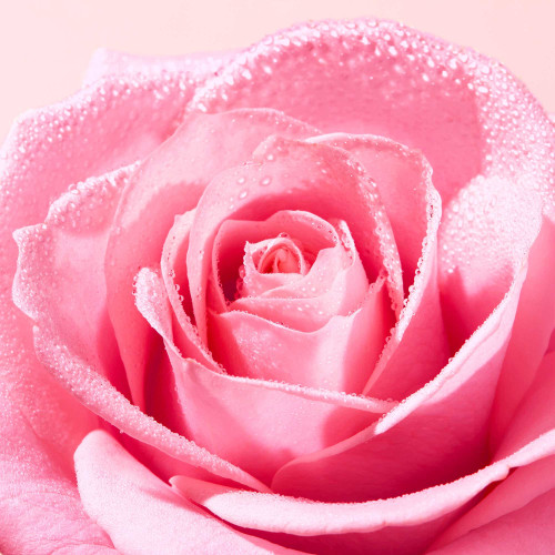 NUXE Very Rose Eau Micellaire 100 ml Peau Apaisée et Hydratée