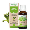 Rosier sauvage Concentré de bourgeons bio 30 ml