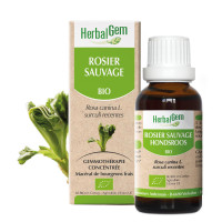 Rosier sauvage Concentré de bourgeons bio 30 ml