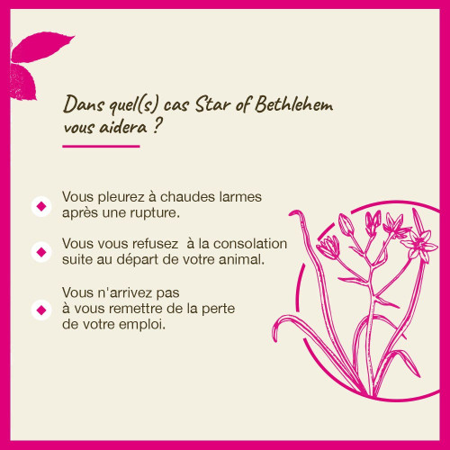 Fleurs de Bach Star of Bethlehem 20mL - Apaise chagrin et tristesse
