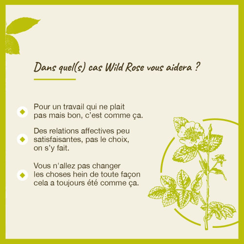 Fleurs de Bach Wild Rose 20ml - Revitalisez-vous avec