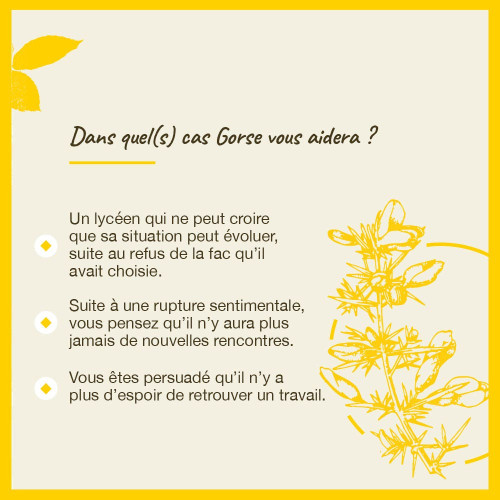 FLEURS DE BACH Gorse n°13 20ml - Booste confiance et optimisme