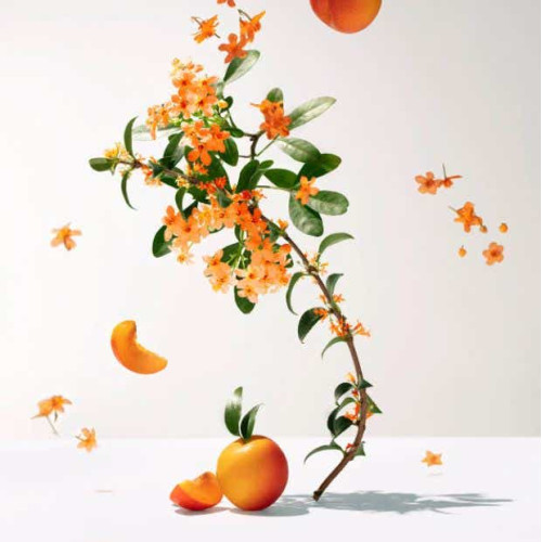 Eau Parfumée Fleur d'Osmanthus 30ml - Énergie et Paradis Chinois